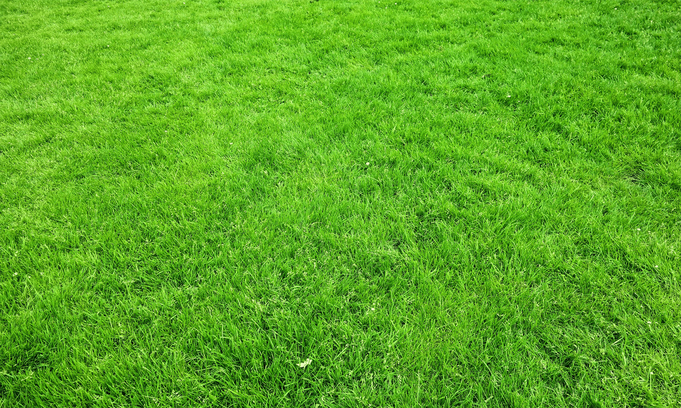 Artificial grass installation in Reading